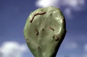 Cactoblastis cactorum larvae on prickly pear plant. Photo: CSIRO.
