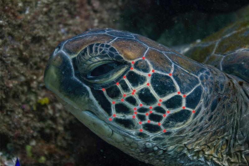 Rud-VVirgreen-turtle-unique-facial-scales-being-analysed-by-AI-tech1000pxw