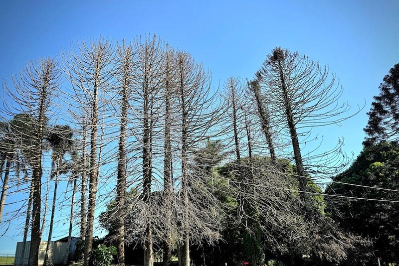 ABC-Rural-Jennifer-Nicholsdieback-on-bunya-pines-Landsborough-Maleny-Road800pxw