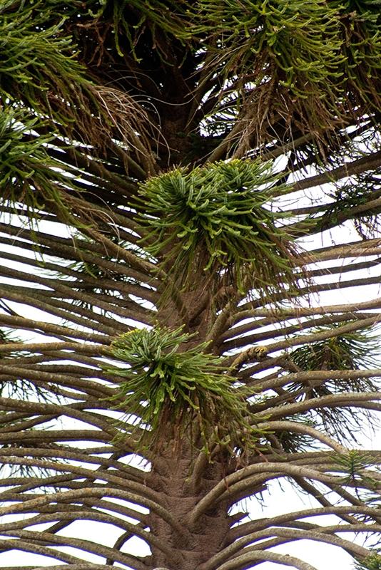 RexnessBunya-pine-branches800pxh