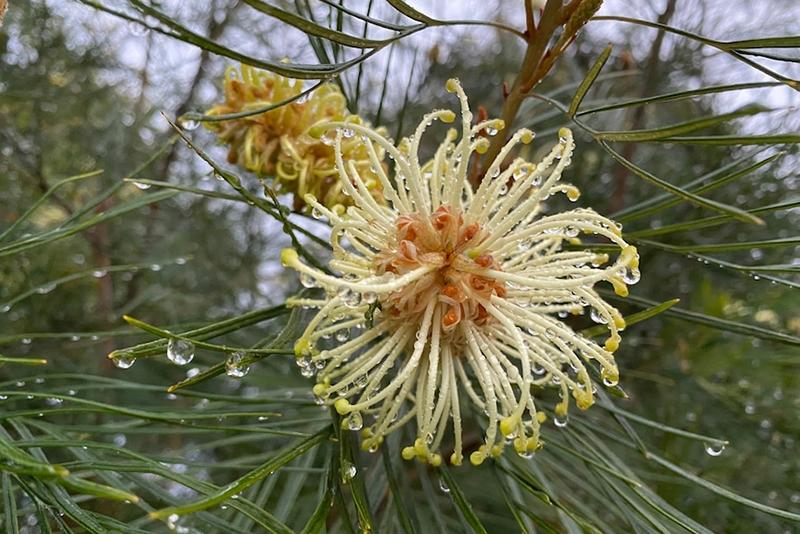 Spencer-Shawcritically-endangered-Grevillea-hodgei-GHM800pxw