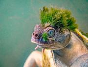 The Mary River Turtle