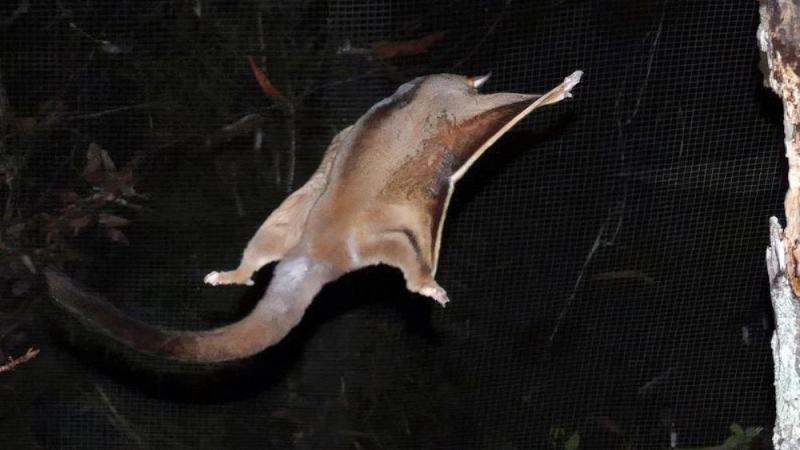 WPSQ far north Qld members saving mahogany gliders