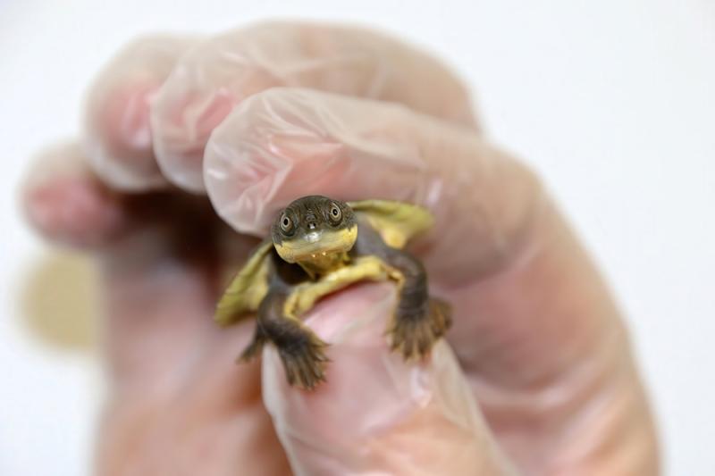 Zoo-bred Bellinger River snapping turtles released to counter virus wipe-out