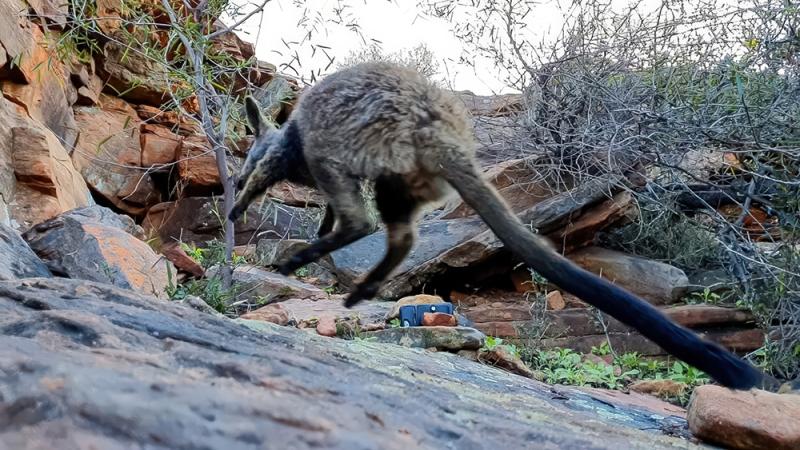 Alex-GoreDBCA-MediaKalbarri-rock-wallaby-31000pxw