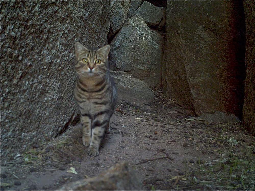 Phil-Lewis-WWF-AusFeral-cat-in-black-flanked-rock-wallaby-cave-SW-AustraliaSML