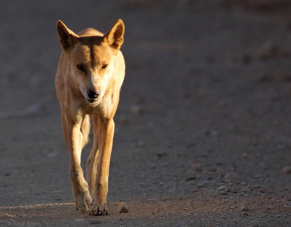 A dingo (native wild dog) on the road into Mornington Station. Photo: Julian Robinson. 