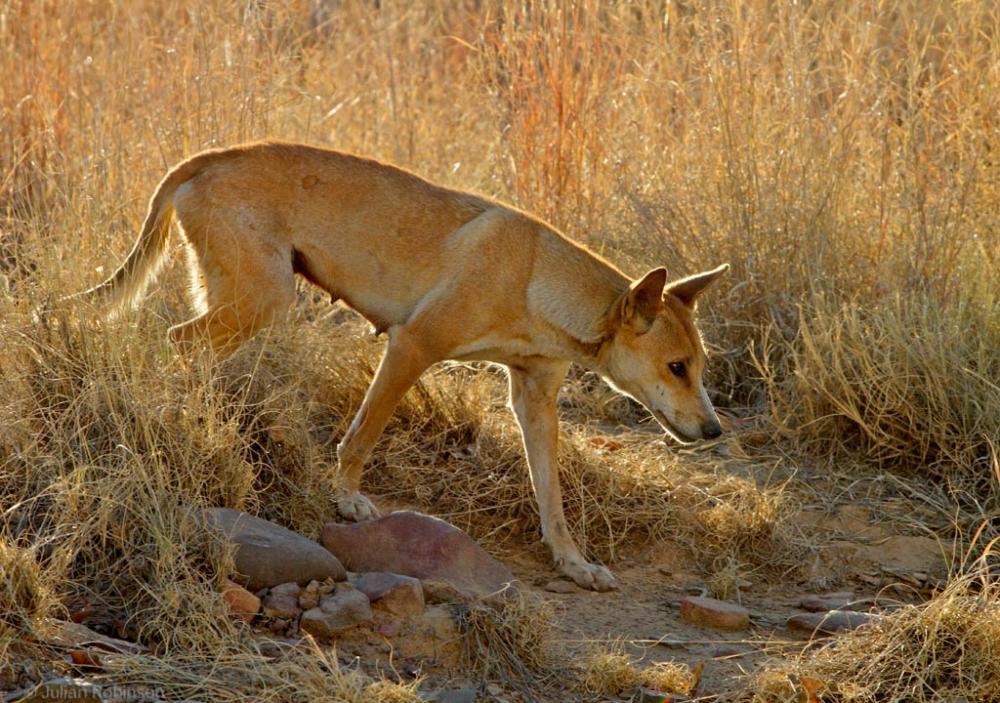 Photo of native dingo walking along a track at Mornington Station. Photo: © Julian Robinson.