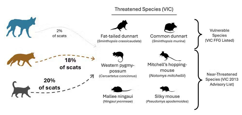 Graphic of dingoes foxes and cats diet of dingoes, foxes and cats in the Big Desert-Wyperfeld-Ngarkat park complex..