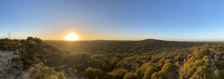 Photo of typical mallee vegetation in the Big-Desert-Wyperfeld-Ngarkat park complex.