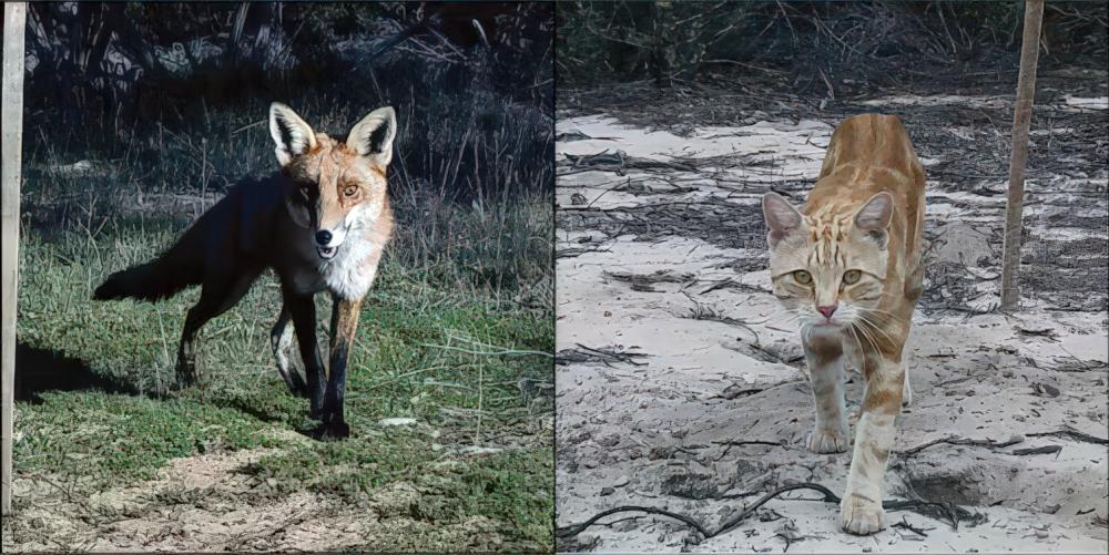 Photos of a red fox and a feral cat in the Big Desert-Wyperfeld-Ngarkat park complex and can have big impacts on native small mammal populations. Images: Rachel Mason/ Deakin University.