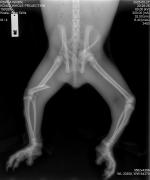 Photo of an x-ray showing the extent of Bear’s injuries.
