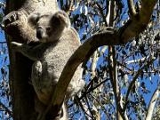Photo of Bear Grills in a tree undergoing rehabilitation at Moggill Koala Hospital.