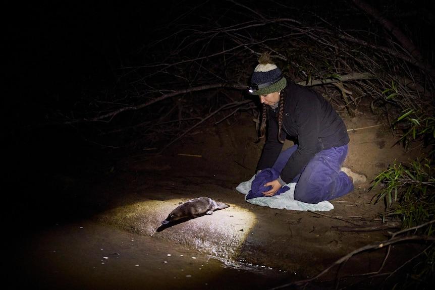 Photo of Tahneal Hawke releasing a platypus captured as part of the project to repopulate Royal National Park. 