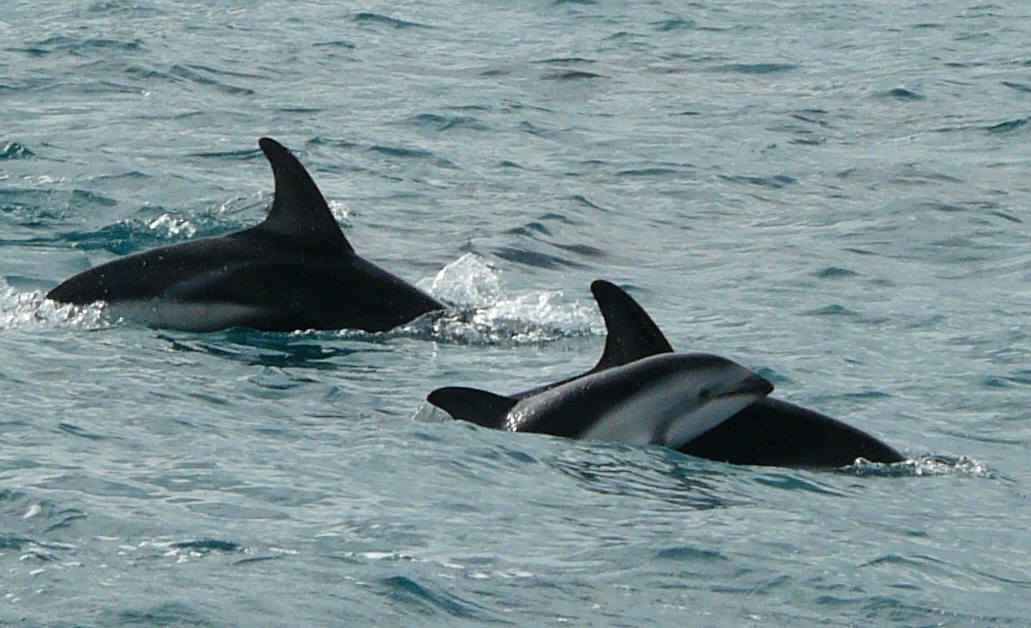 Tourists provide the entertainment for charming Kaikoura locals